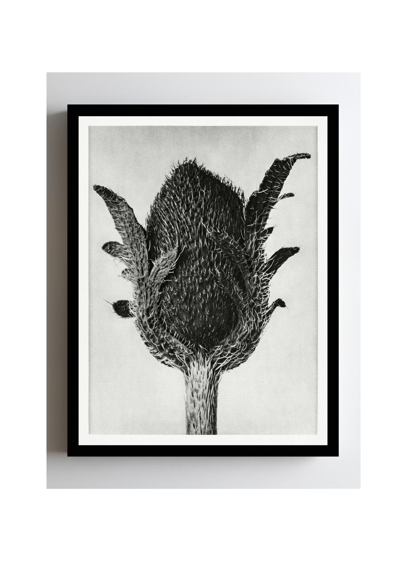 Papaver orientale (Oriental Poppy)