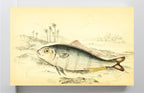 Indian Pilot-Fish