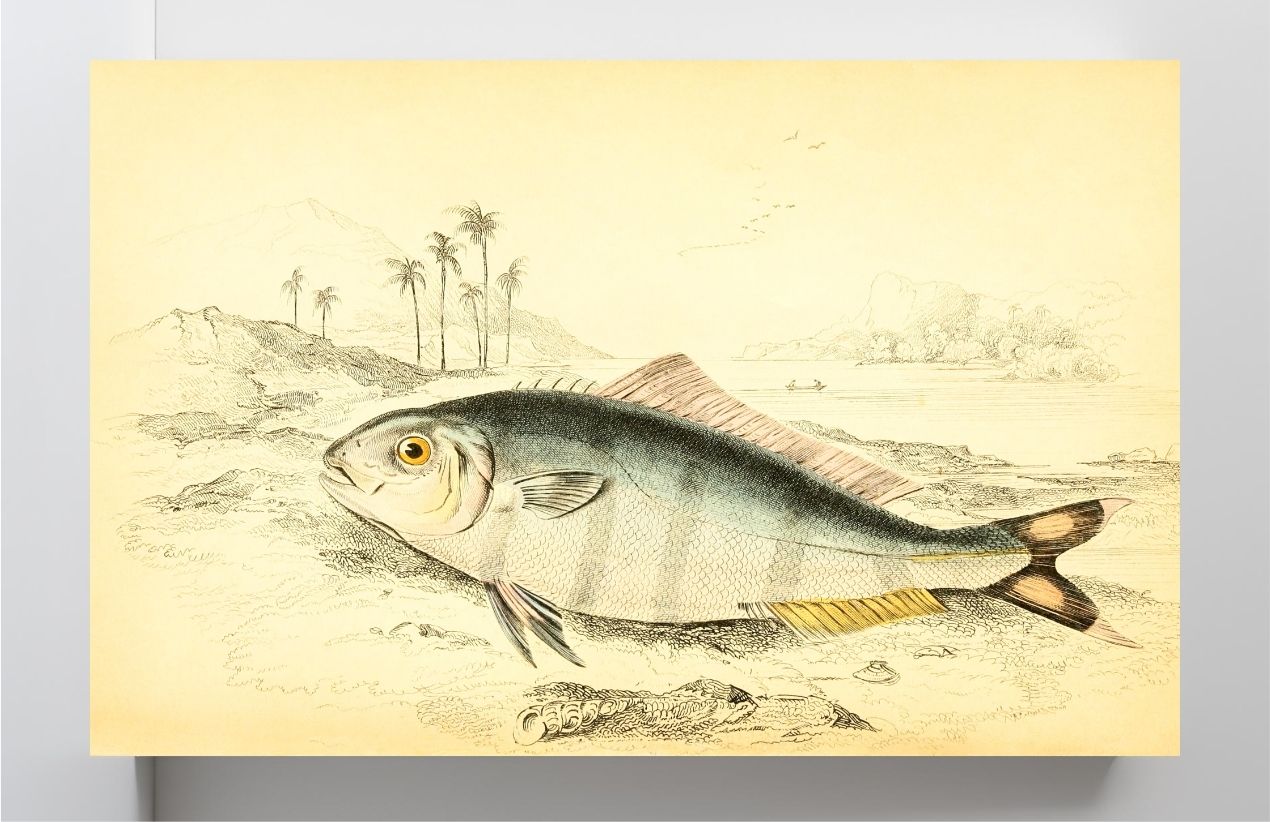 Indian Pilot-Fish