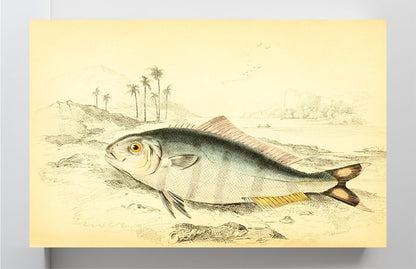 Indian Pilot-Fish