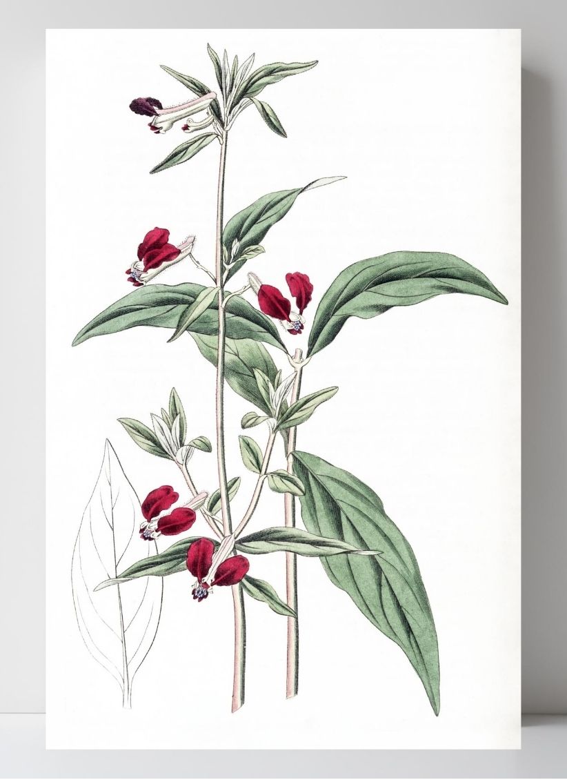 Mexican Two-Petalled Cuphea