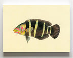 Scarus Quinque-Fasciatus