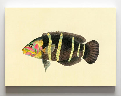 Scarus Quinque-Fasciatus