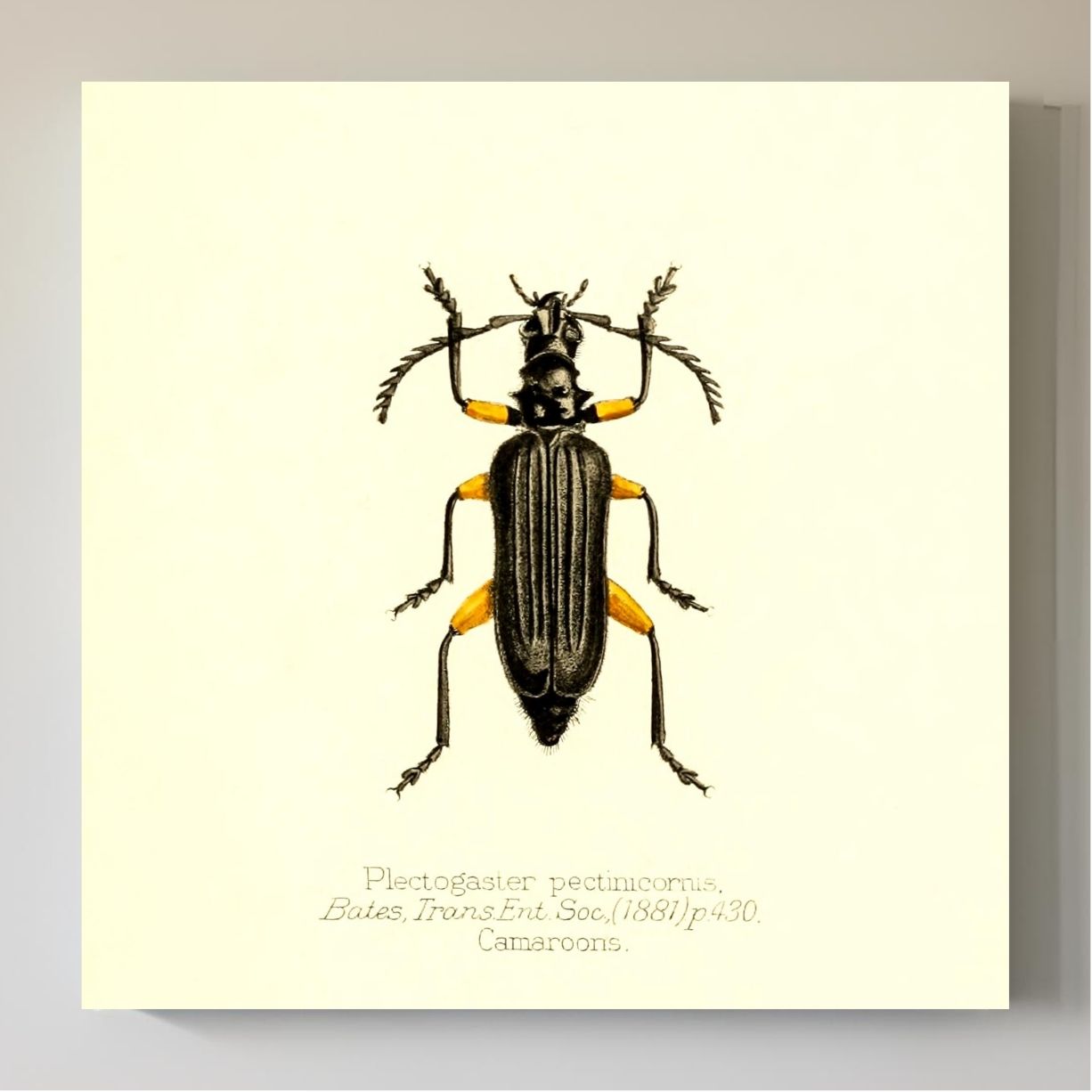 Plectogaster Pectinicornis