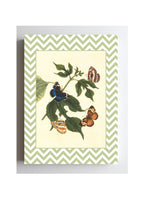 Papilio Erymanthis and Papilio Orythia