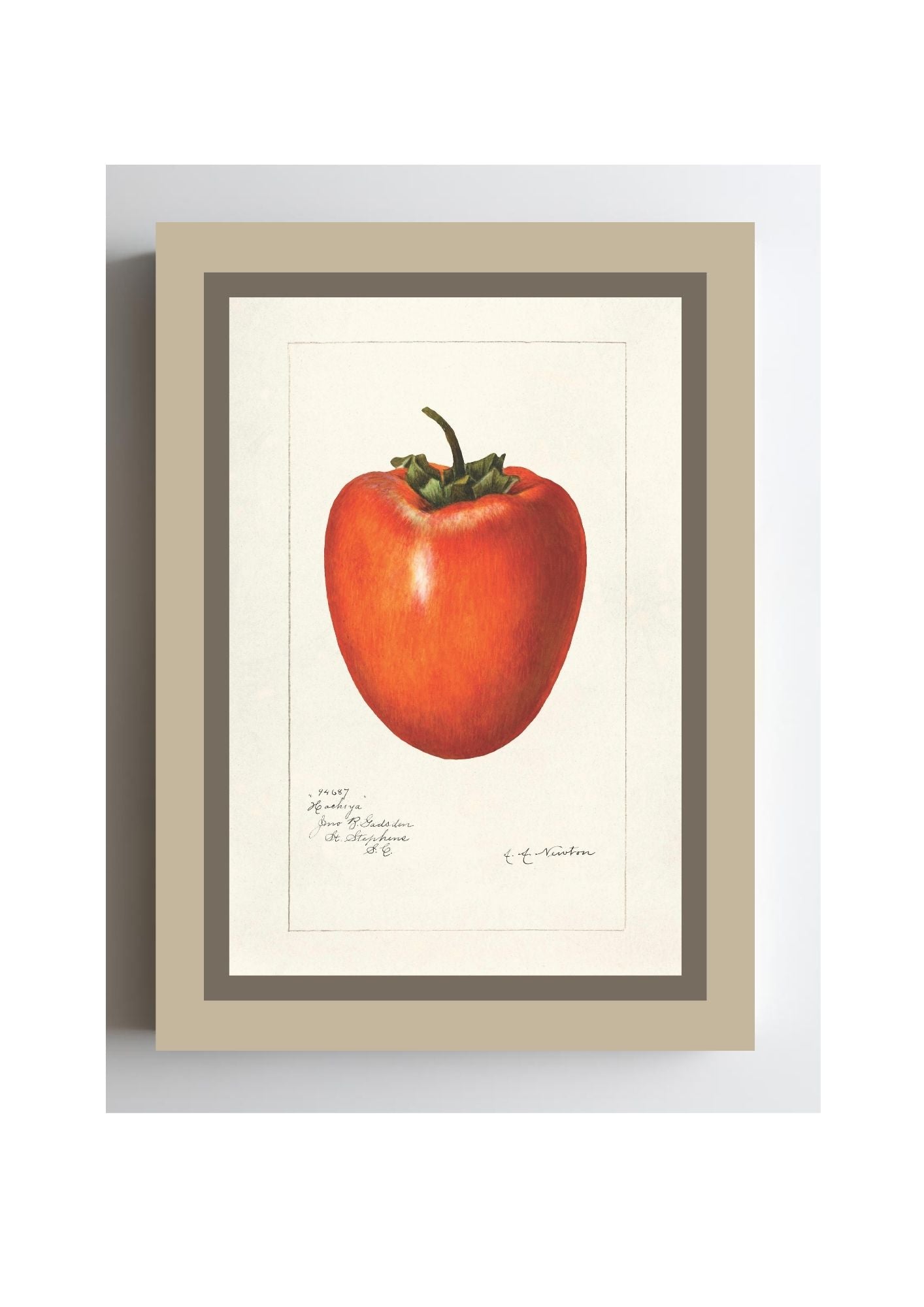 Persimmon