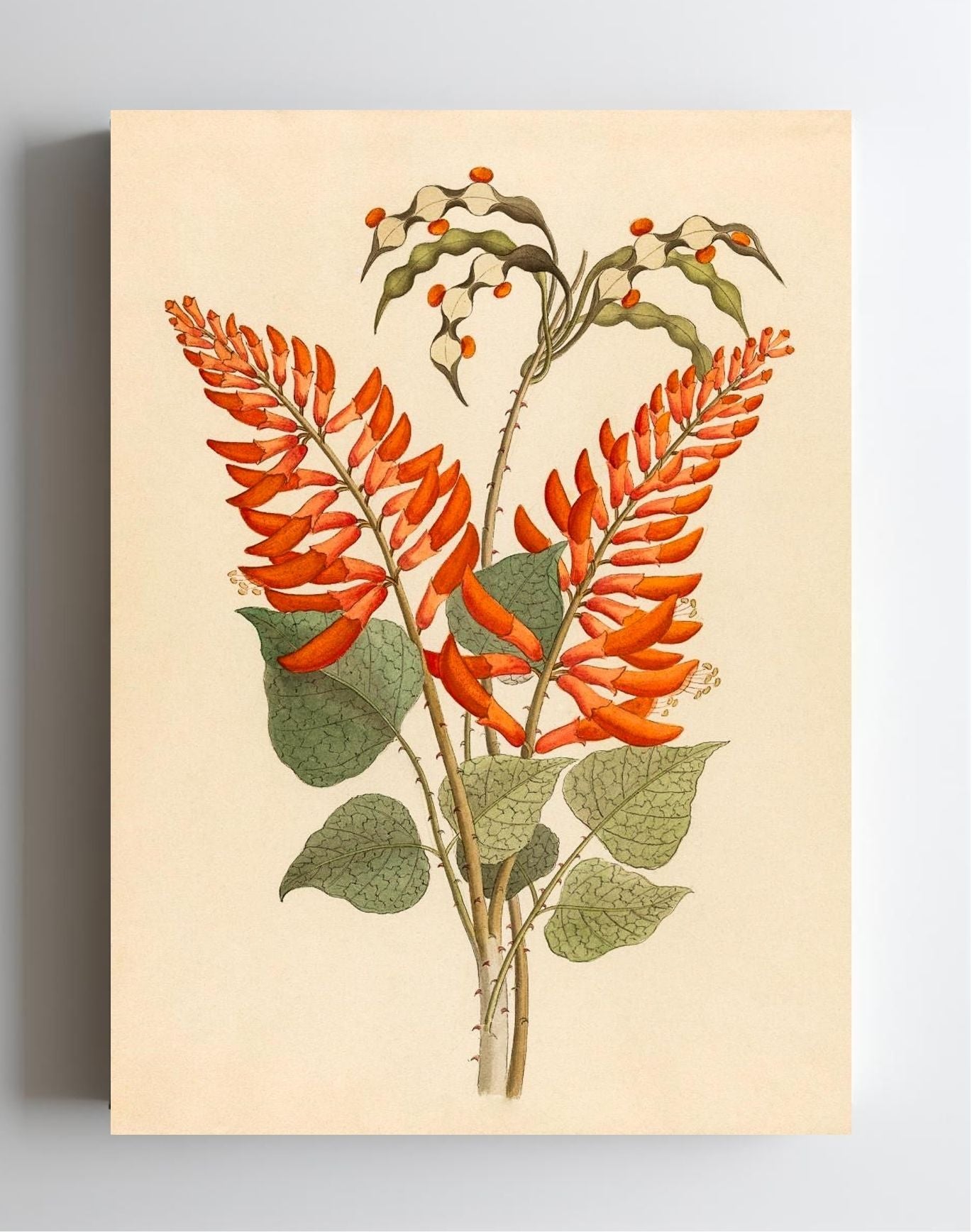 Erythrina, Nov. Specie (Erythrina Humeana)