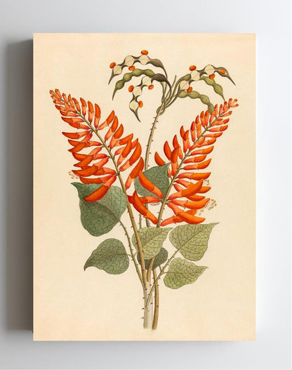 Erythrina, Nov. Specie (Erythrina Humeana)