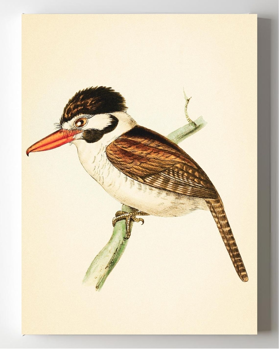 White-ear'd Puff-bird