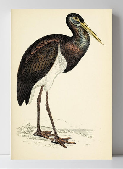 Black Stork