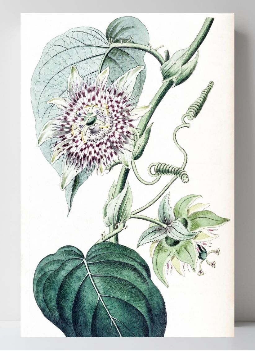 Strapped Passion-flower