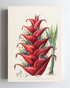 Le Balisier (Hiliconia)