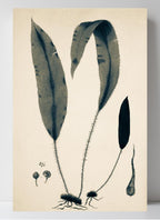 Acrostichum Hybridum