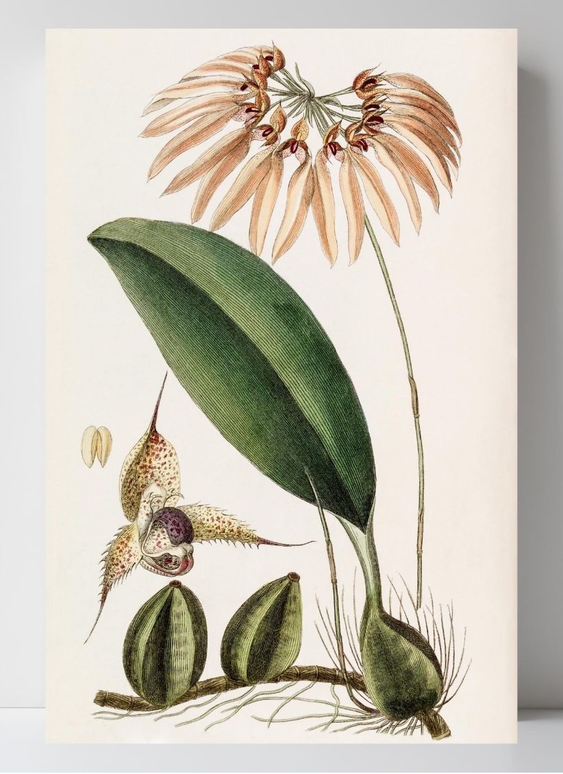 Insular Cirrhopetalum