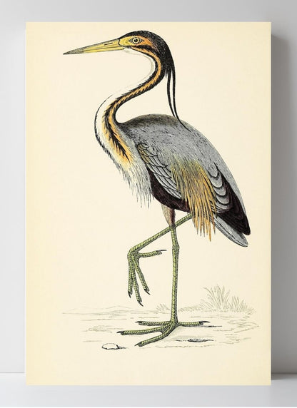 Purple Heron
