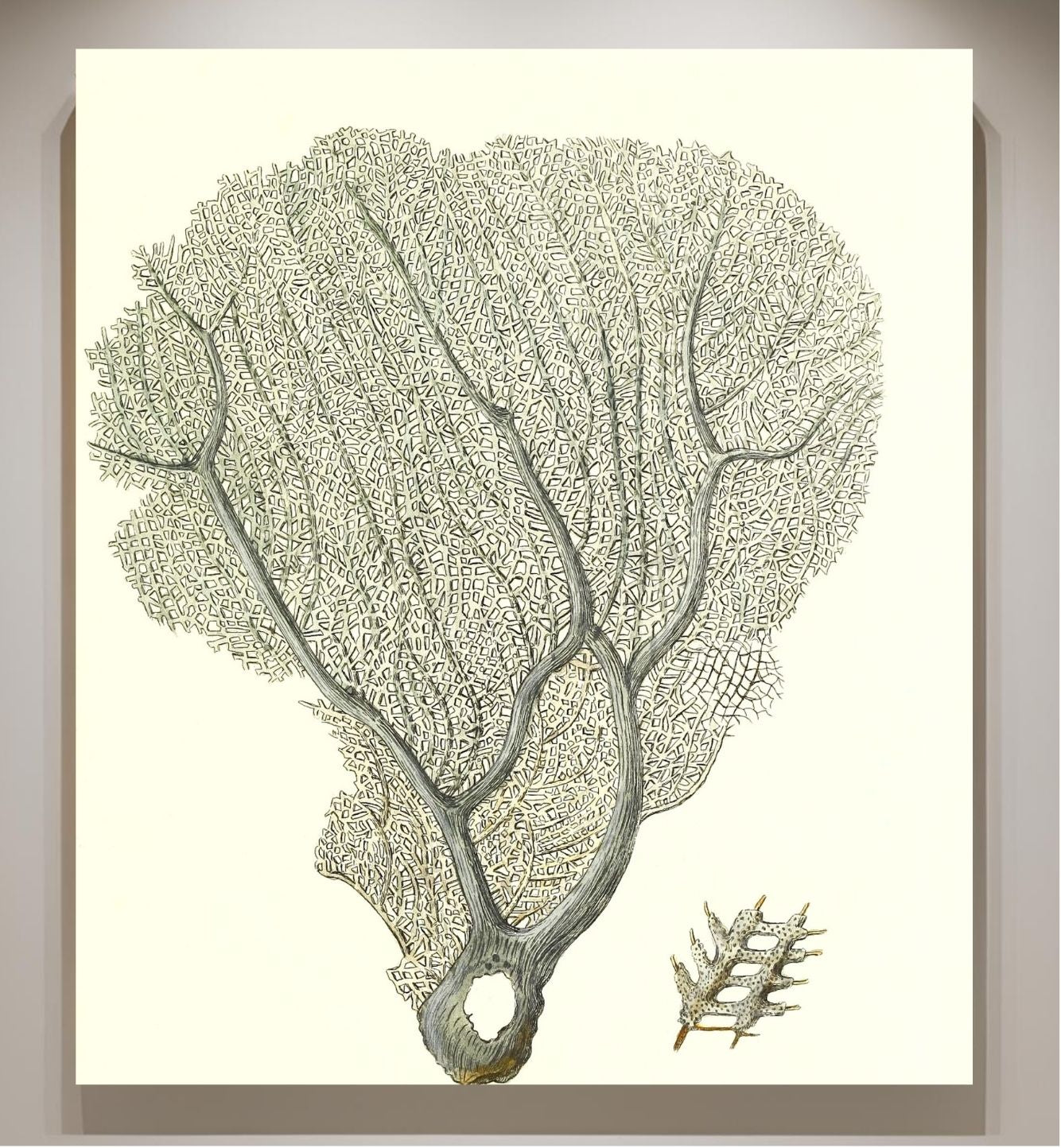 Gorgonia flabellum