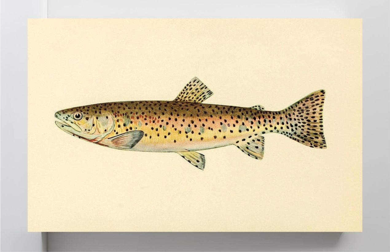 The Red Throat Trout (Adult Male) Salmo-Clarkii