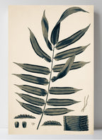Angiopteris Erecta