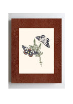 Papilio aganippe