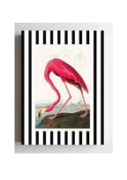 American Flamingo