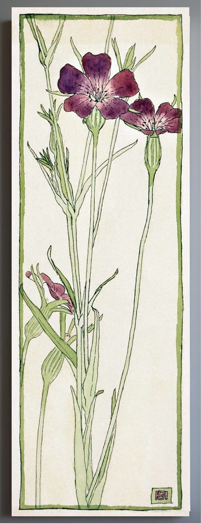 Corn Cockle