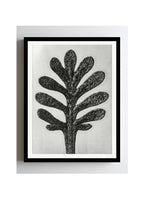 Achillea Umbellata (Yarrow Leaf)