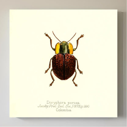 Doryphora Porosa