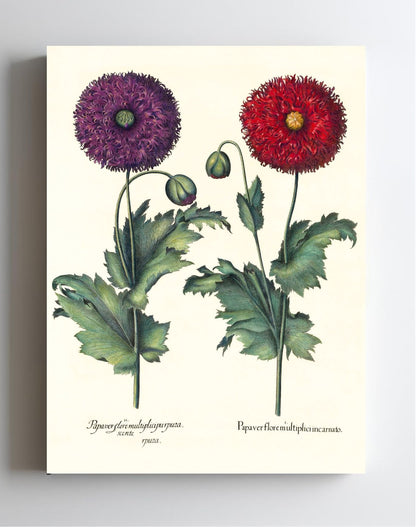 Lacy double-flowered garden poppies
