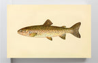 The Steelhead Trout (Adult Male) Salmo-Rivularis