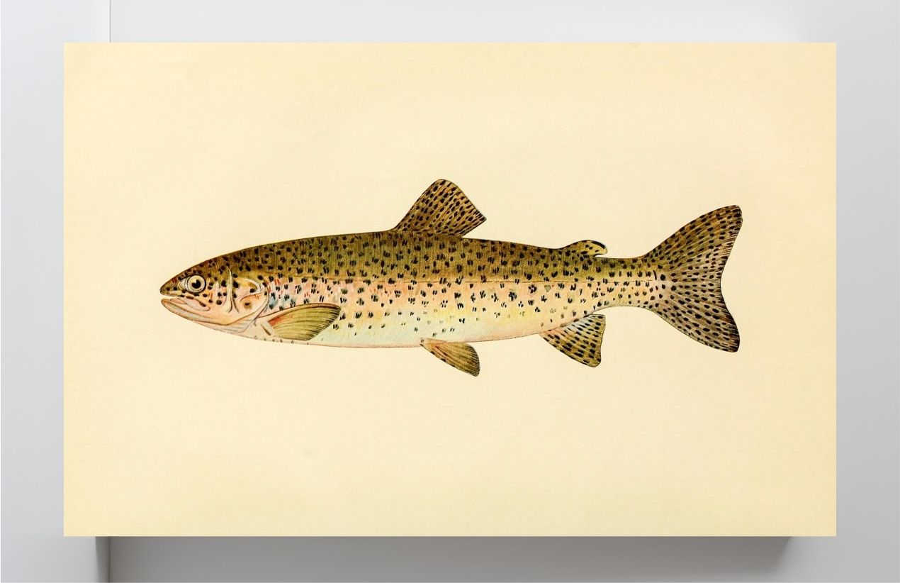The Steelhead Trout (Adult Male) Salmo-Rivularis