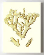 Madrepora muricata