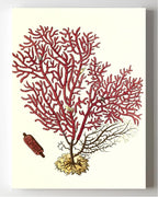 Gorgonia salappo