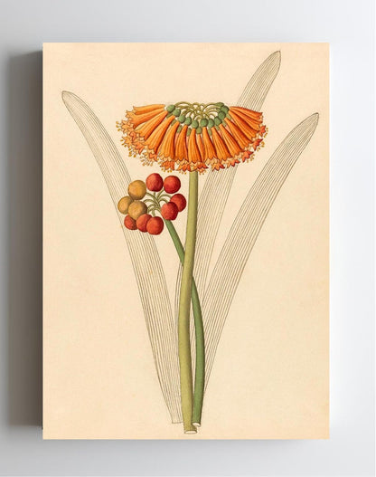 Cyrtanthus (Clivia Nobilis)
