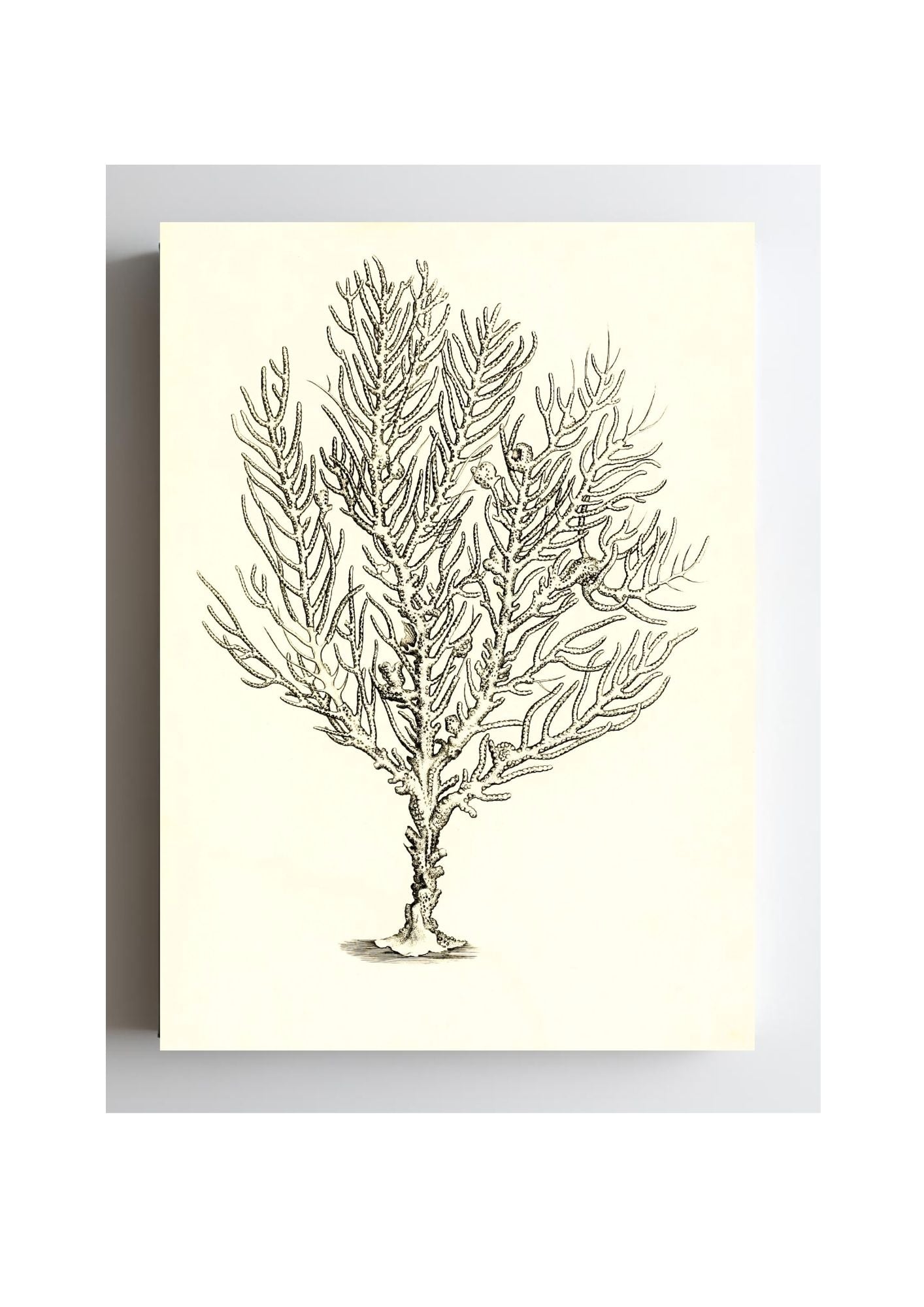 Gorgonia petechizans