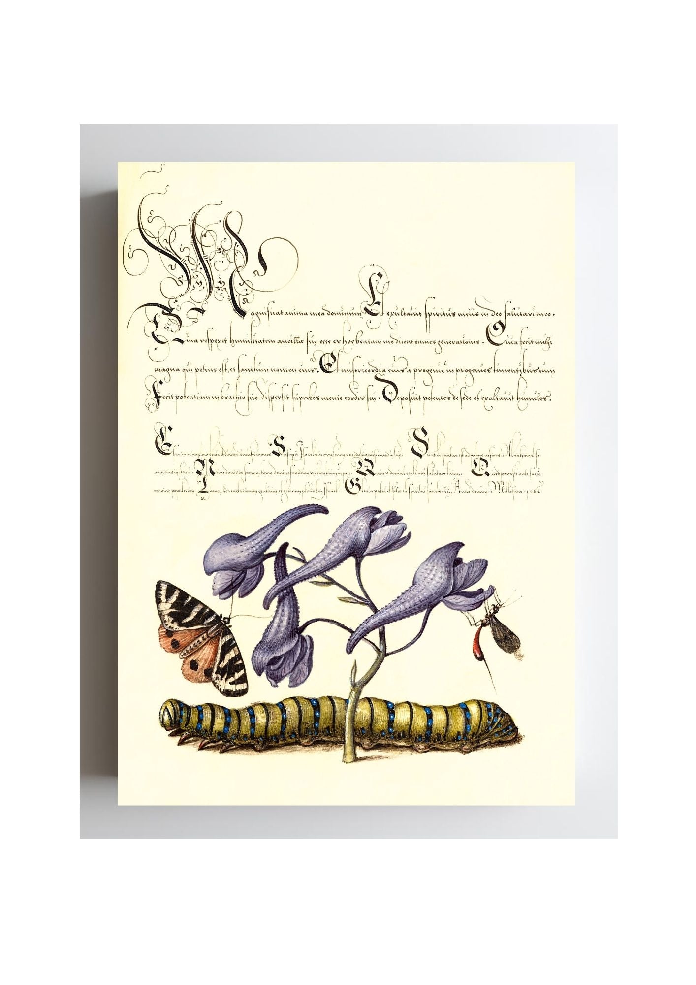 Scarlet Tiger-Moth, Larkspur, Insect, and Caterpillar
