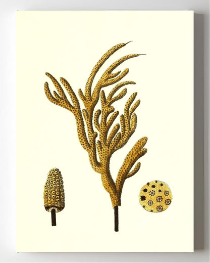 Gorgonia luberola