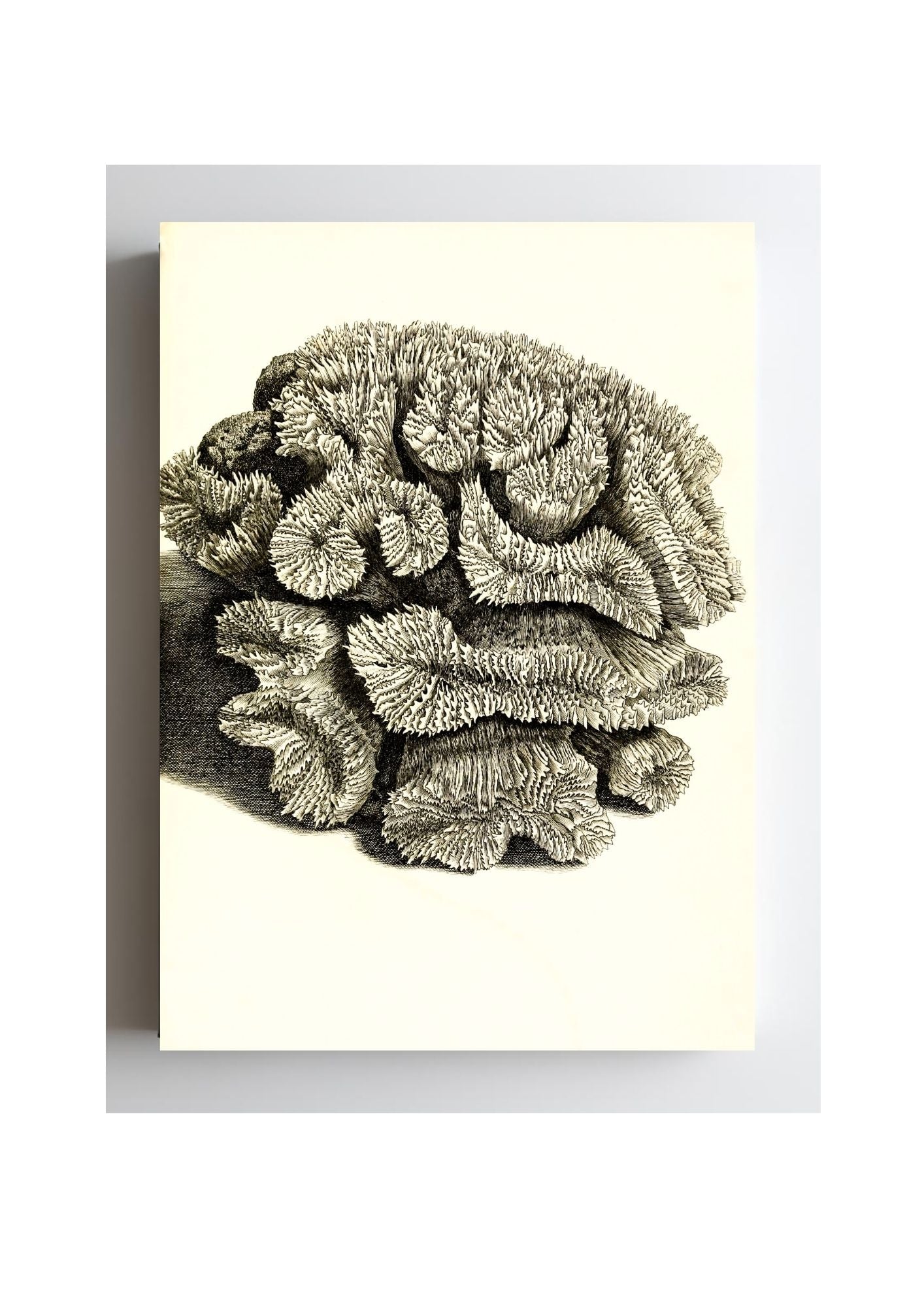 Caryophyllia sinuosa