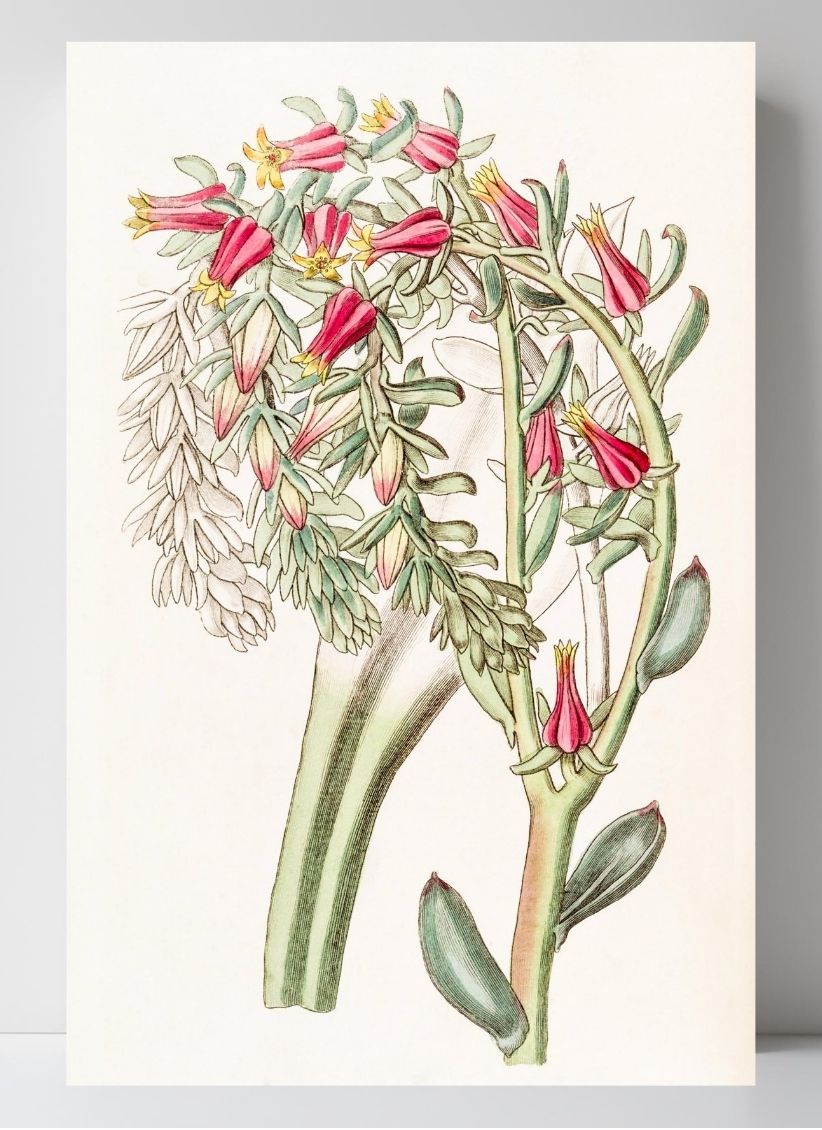Mr. Scheer's Echeveria