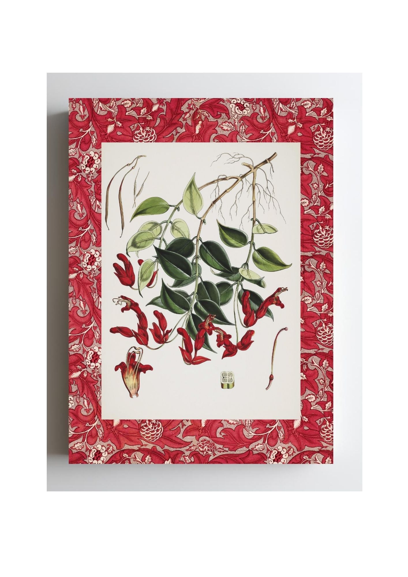 Aeschynanthus Peelii
