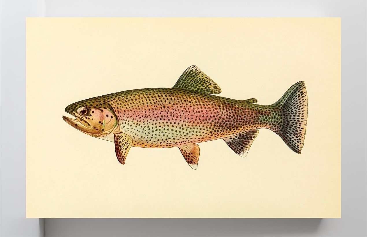 The Golden Trout (Adult Male) Salmo-Gilberti