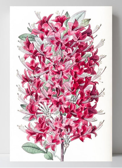 The Highclere Scarlet Azalea