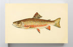 The Brook Trout (Adult Male) Salvelinus-Fontinalis (breeding season coloration)