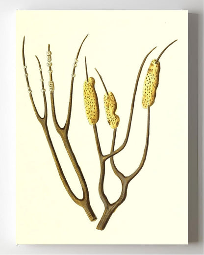 Gorgonia dichotoma