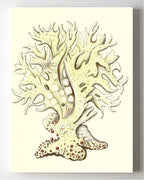 Millepora alicornis