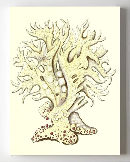 Millepora alicornis