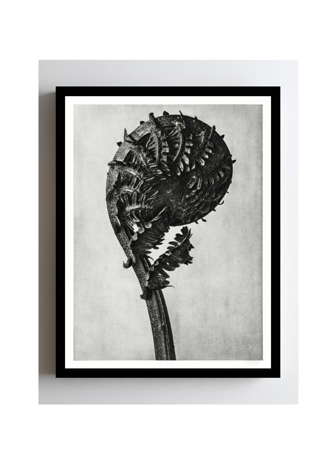 Struthiopteris Germanica (German Ostrich Fern Frond)