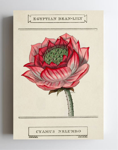 Egyptian Bean-Lily