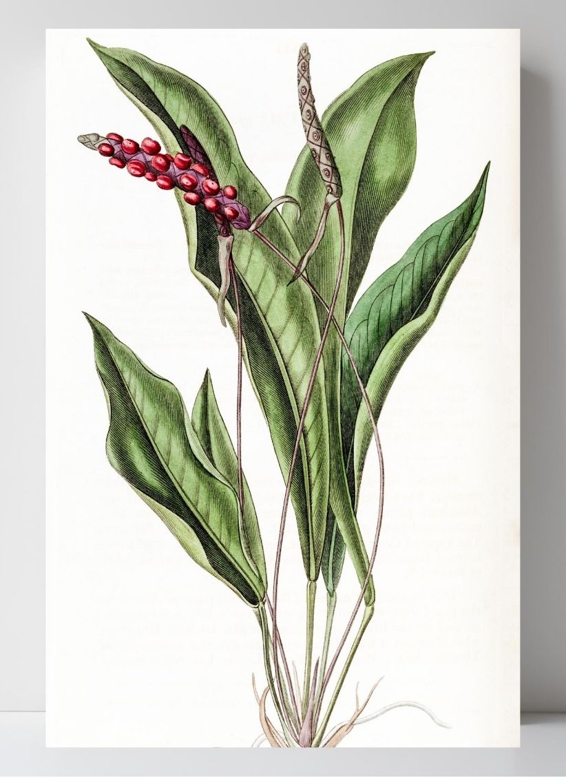 Slender Anthurium