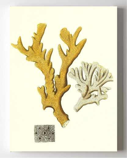 Millepora compresfa