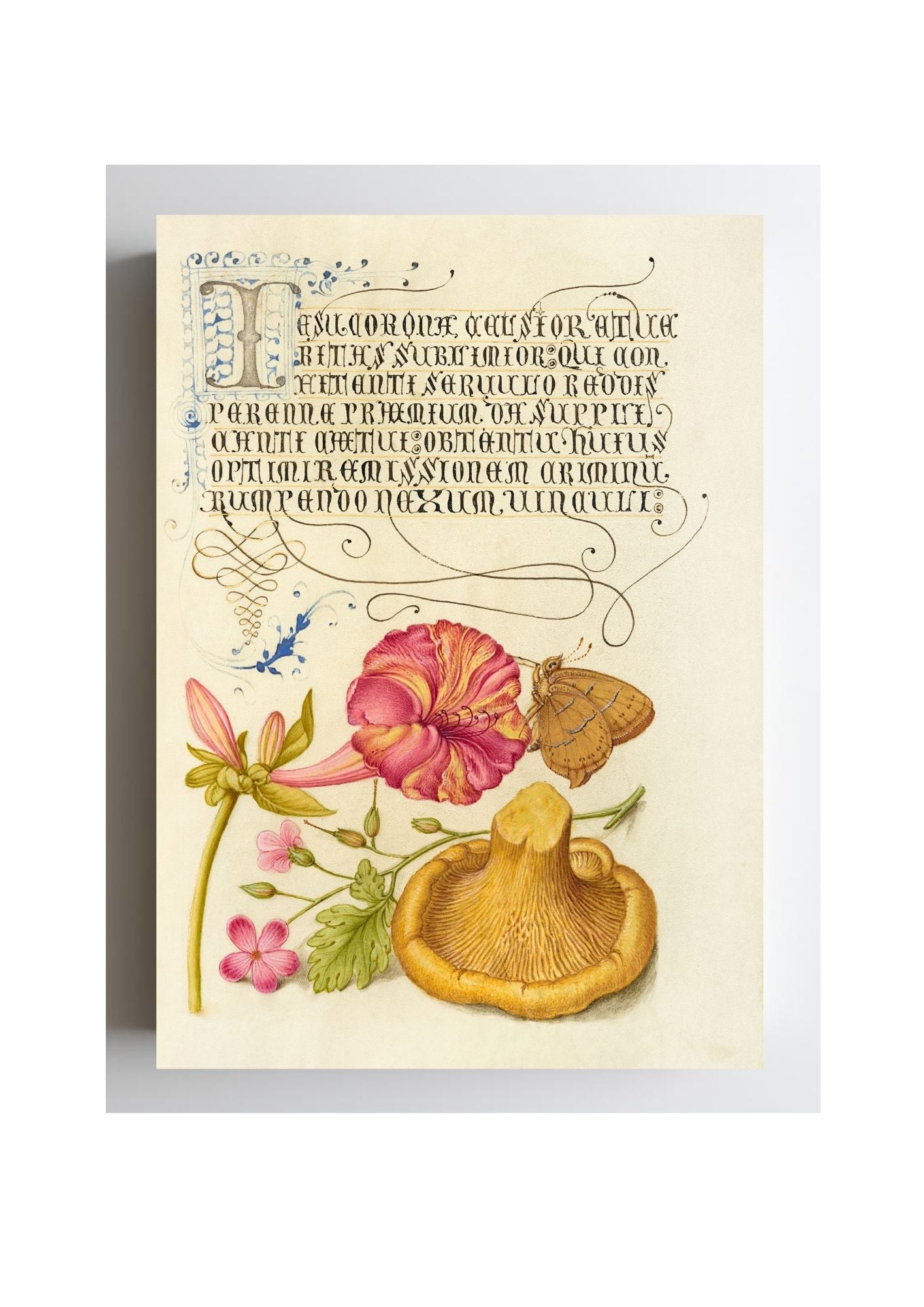 Four-o’Clock, Brown Hairstreak, Herb Robert, and Chanterelle